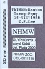 Etikett zu Glyphonyx atayal (Kishii, 1991)